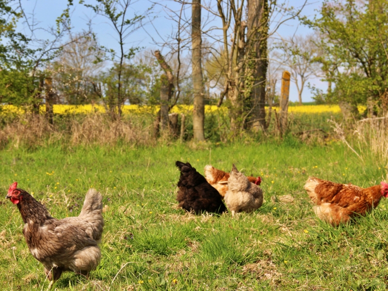 Unsere Bauernhof-Hühner